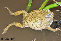 Western Spadefoot
