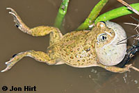 Western Spadefoot