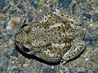 Western Spadefoot