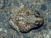 Western Spadefoot