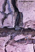 Western Spadefoot