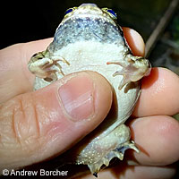 Western Spadefoot