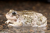 Western Spadefoot