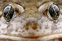 Western Spadefoot