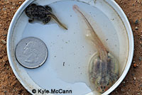 Western Spadefoot