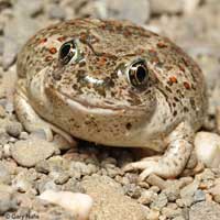 Western Spadefoot
