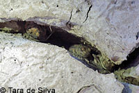 Western Spadefoot
