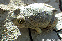 Western Spadefoot