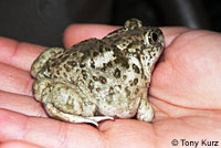 Western Spadefoot