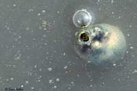 Western Spadefoot Tadpoles