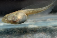 Western Spadefoot Tadpoles