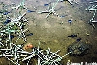 Western Spadefoot