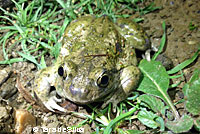 Western Spadefoot