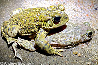 Western Spadefoot