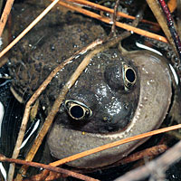 gb spadefoot