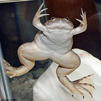 African Clawed Frog