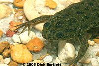 African Clawed Frog