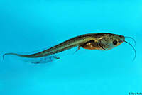African Clawed Frog Tadpole