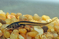 African Clawed Frog Tadpole