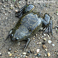 African Clawed Frog