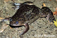 African Clawed Frog