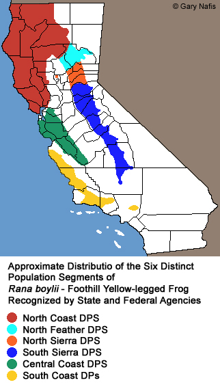 Foothill Yellow-legged Frog