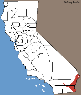 Couch's Spadefoot Habitat in California
