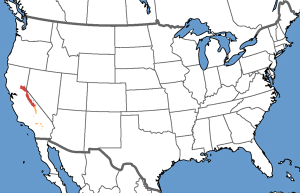 Southern Mountain Yellow-legged Frog Habitat