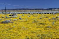 wildflowers