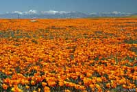 California poppies