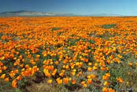 California poppies