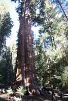 sequoia