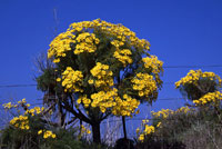 giant coreopsis