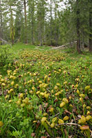 pitcher plants