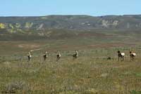 pronghorn