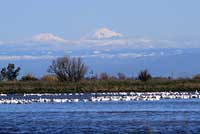 snow geese