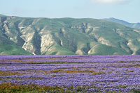 lupin