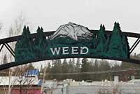 Weed