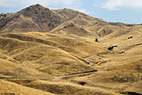 northern pacific rattlesnake habitat