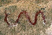 Native American Rock Art
