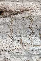 Native American Rock Art