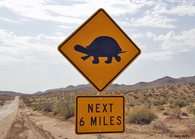 Tortoise Sign