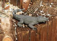 herp stuff
