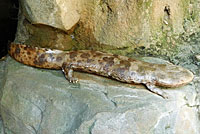 salamander exhibit