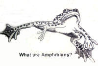 frog sign