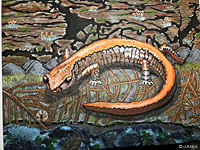 salamander painting