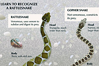 Gopher Snake Rattlesnake Comparison Sign