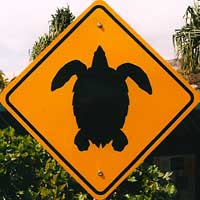 Turtle Sign