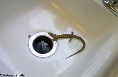 salamander