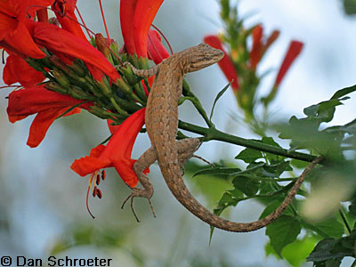 brush lizard